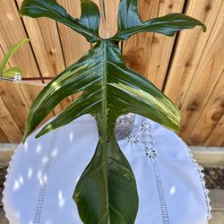 Hybrid Florida Beauty + 🤷🏻‍♀️? Plant 🪴 