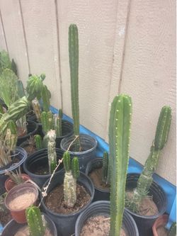 San Pedro