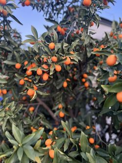 Kumquats
