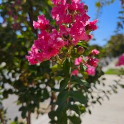 Perfect Time To Plant.  2nd Photo Is Actual.item. 