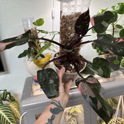 Pink Princess Philodendron With Moss Pole for Sale in Port Orchard, WA -  OfferUp