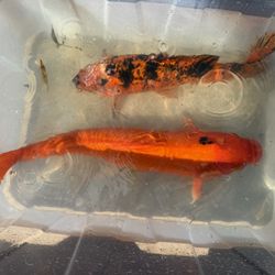 Pond Decor