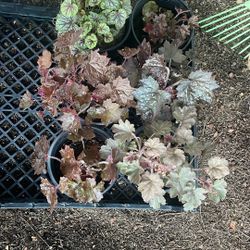 Heuchera Plants