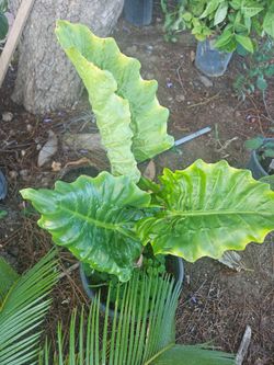 Plants