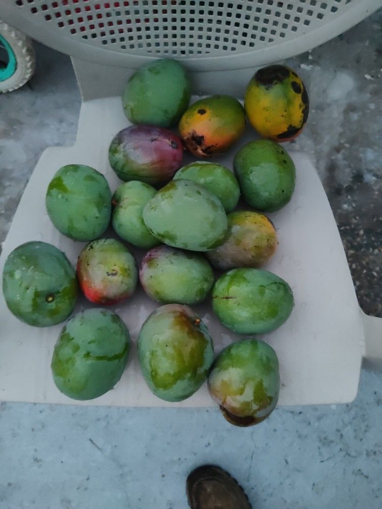 $1 Each 🥭 Mango 