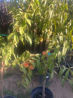 Peaches and plum trees