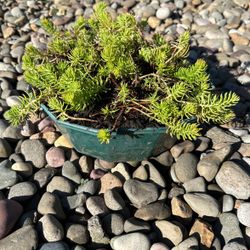 10 Inch Succulent Plant