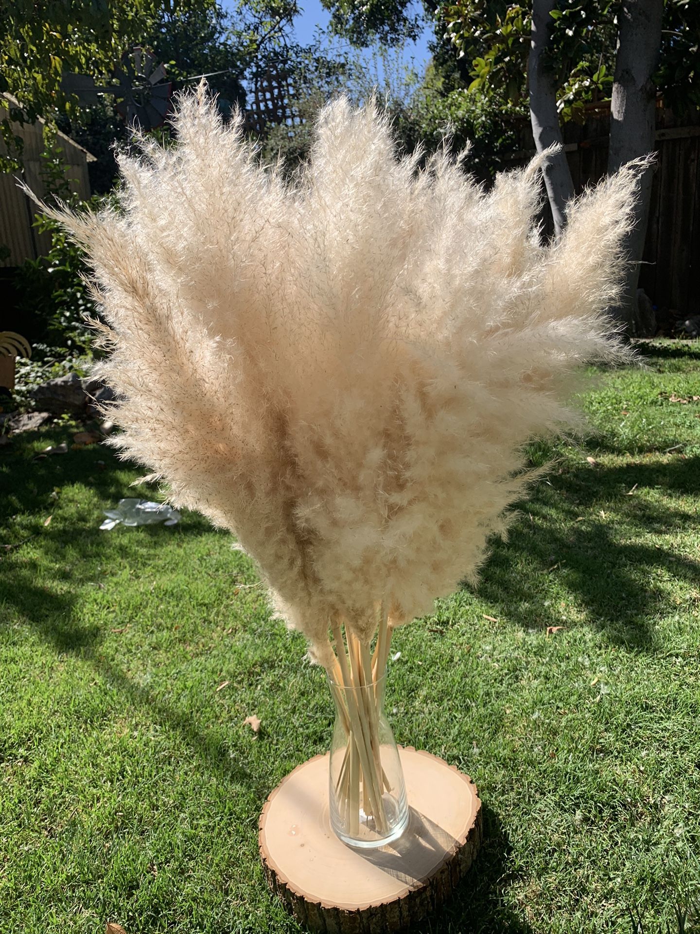 Pampas Grass