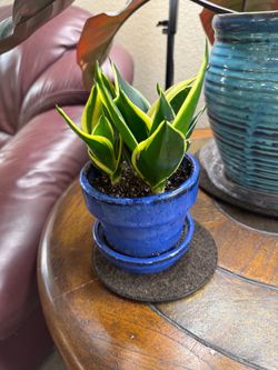Live Jade Pagoda Snake Plant in New Ceramic Pot (Please read full description)