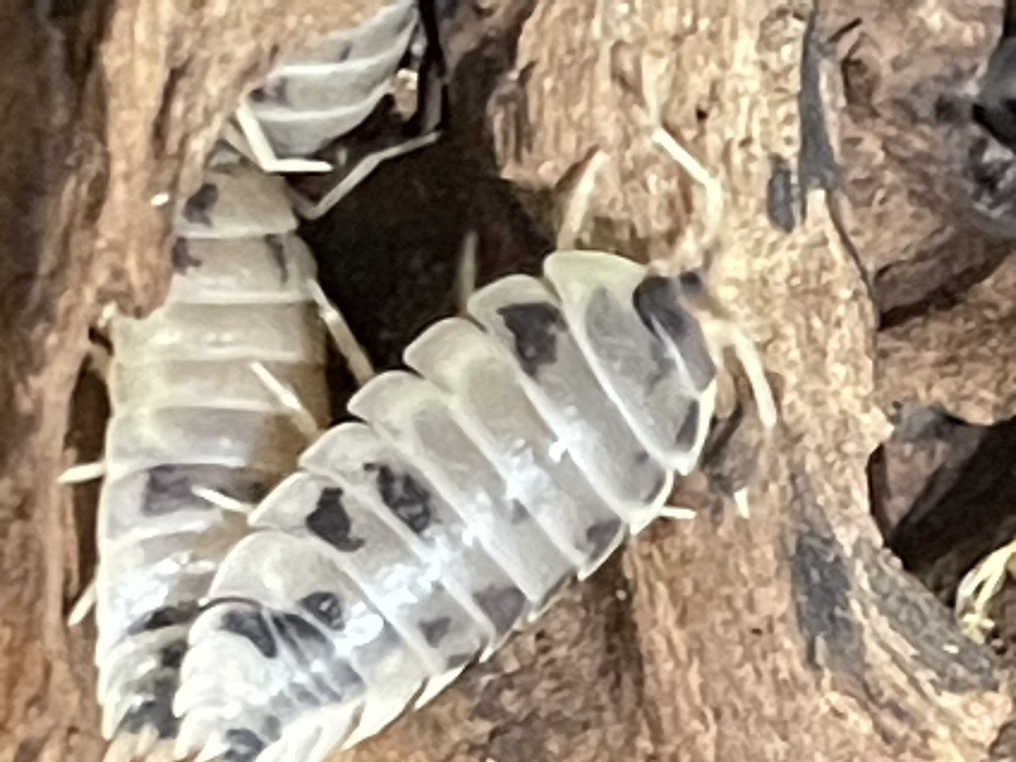 Feeders And Cleaners