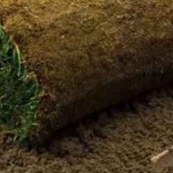 Fresh Sod 