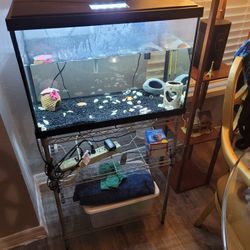 3 Year Old Fish Tank 