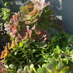 Succulents Plants 