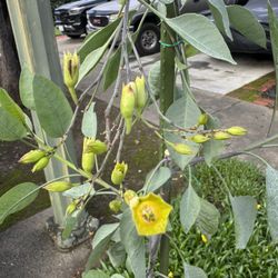 Beautiful Flower  In 15 Gallon 