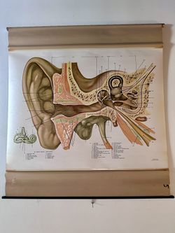 Vintage Human Ear Anatomy Chart approx 1950s