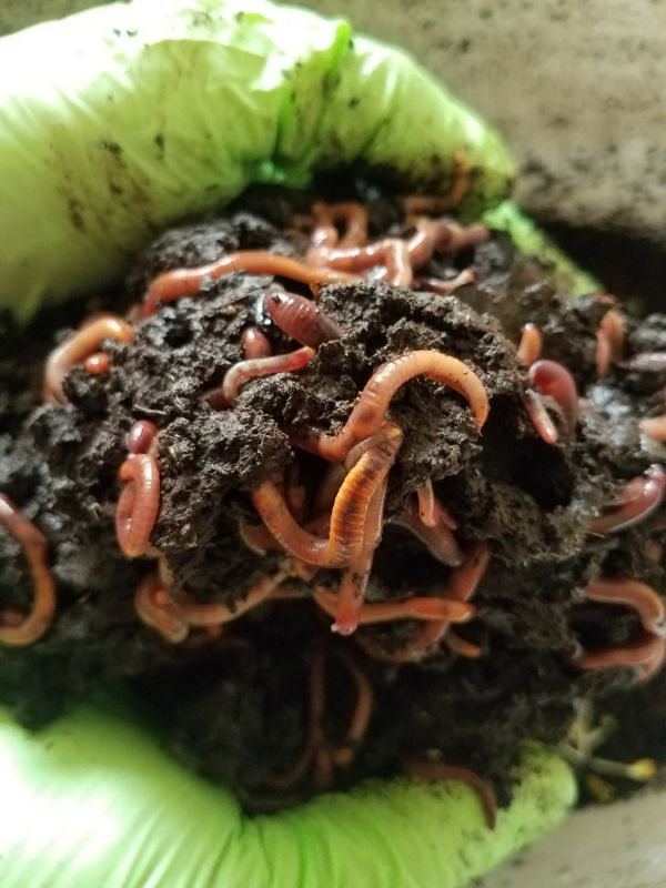 download live blood worms for sale download live blood worms for sale
