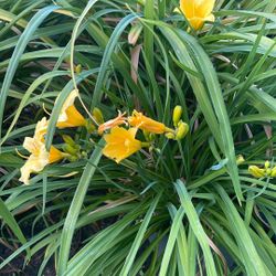 Plants For Sale Various 
