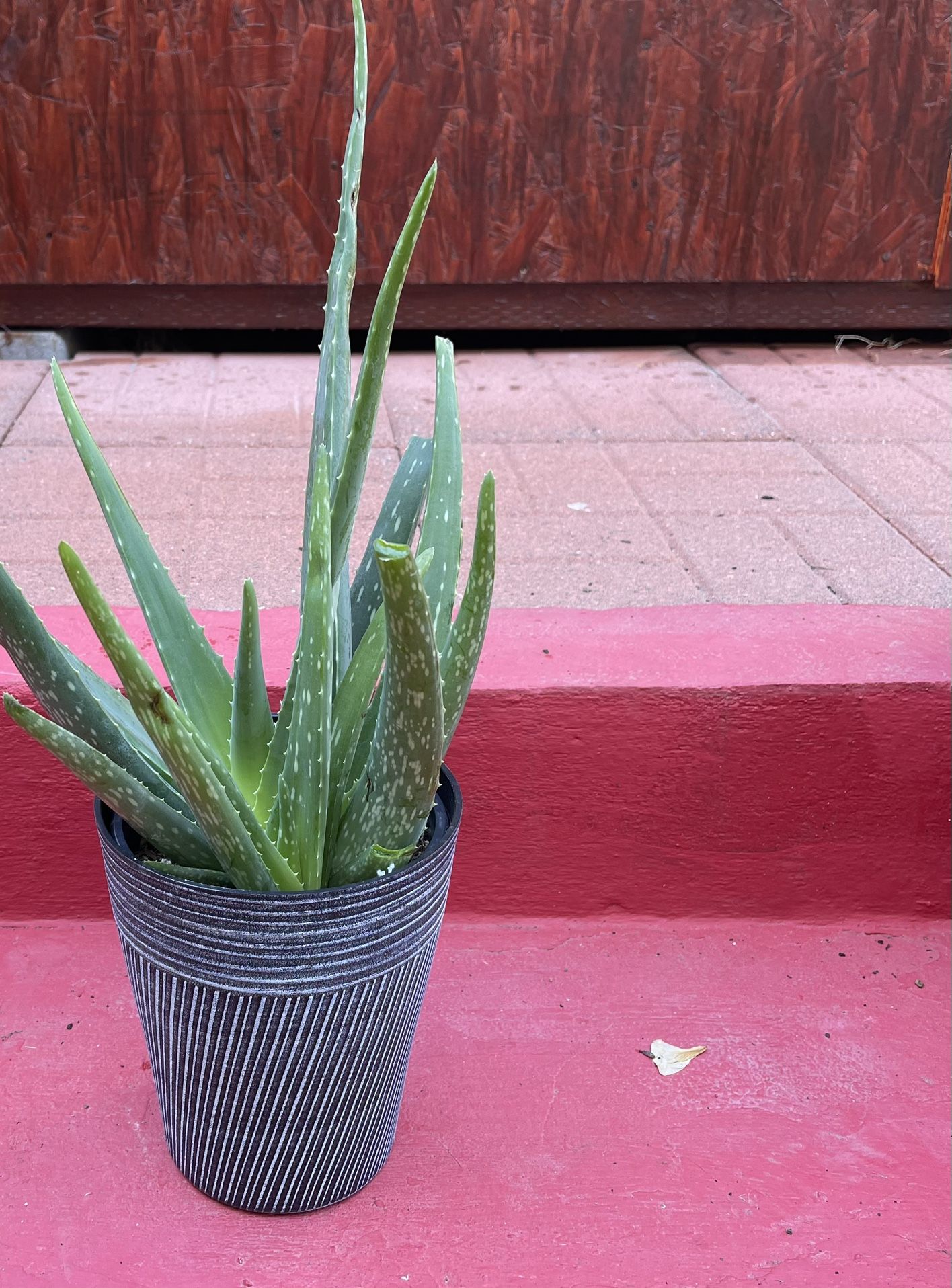 Aloe Plant 