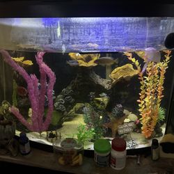 36 Gallon Fish Tank