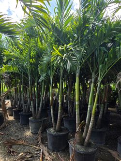 Christmas palms  tall Instant privacy Hedge and decoration