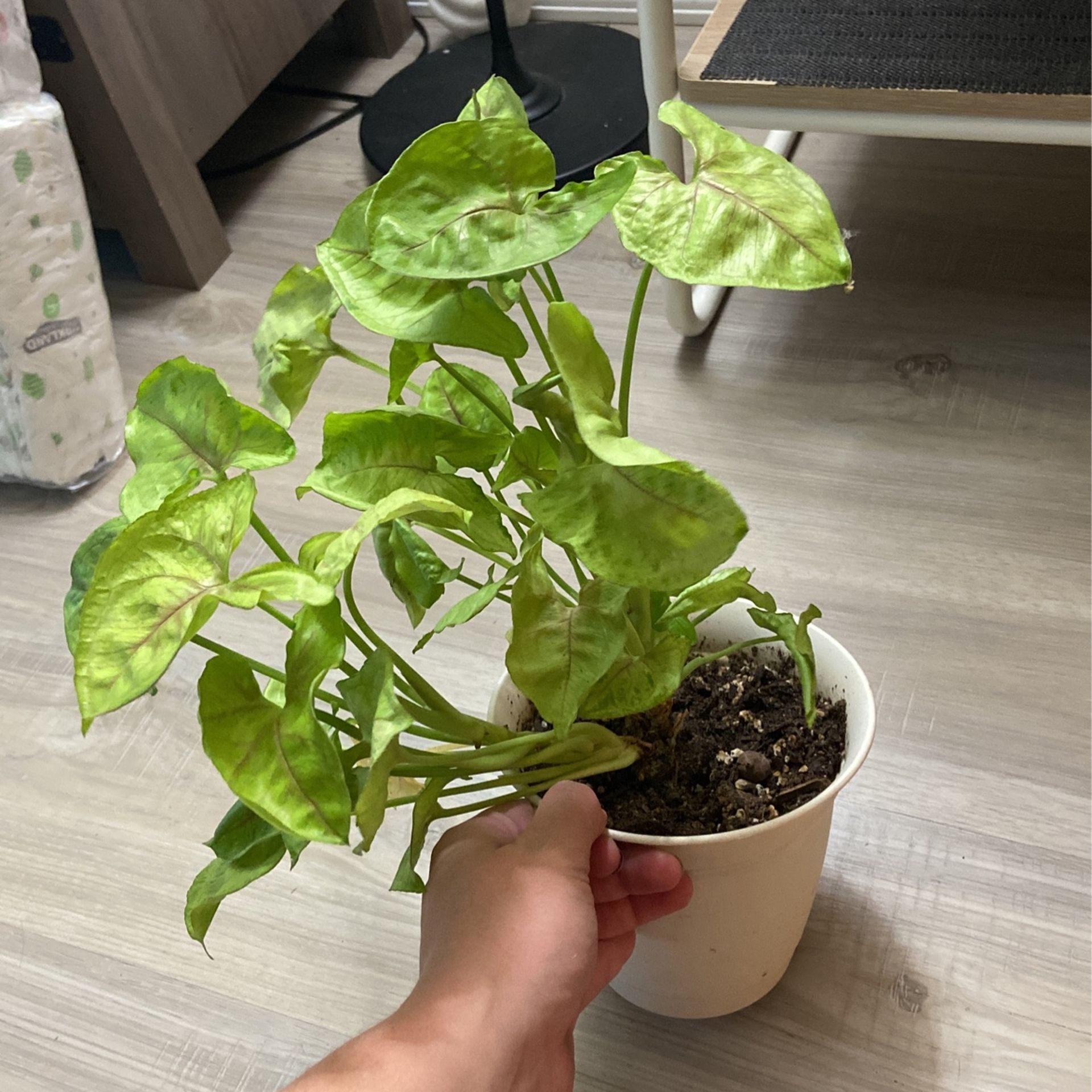  Plant 🪴 