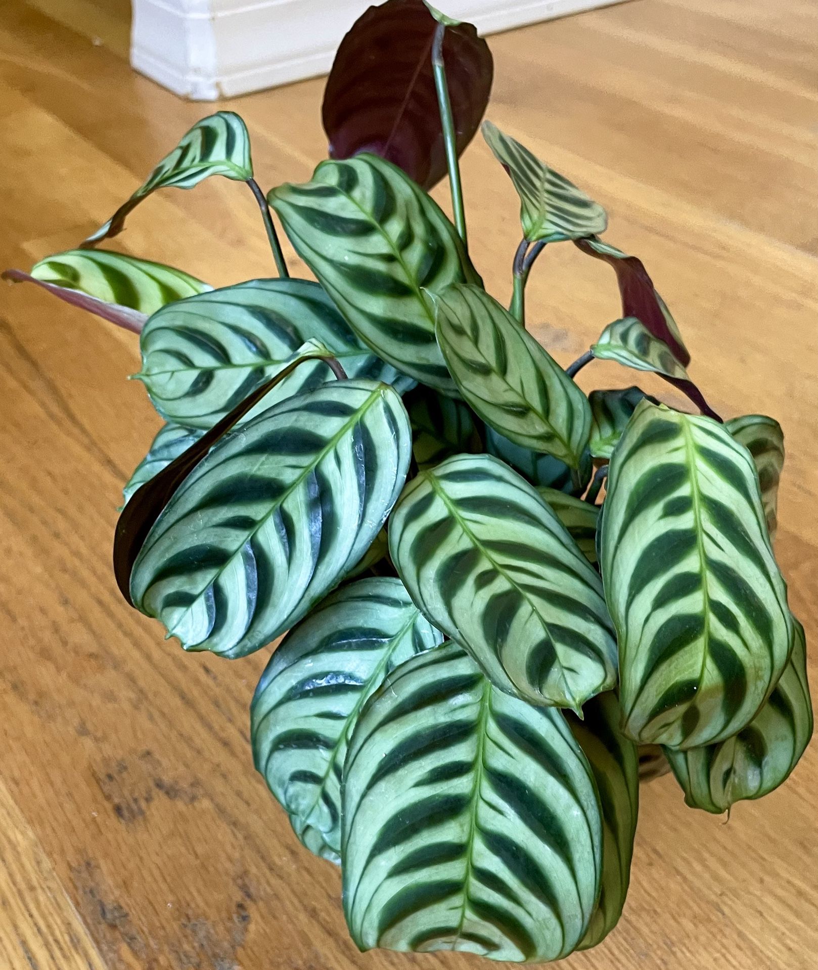 Non-Toxic Calathea Burle Marx Plant / Free Delivery Available