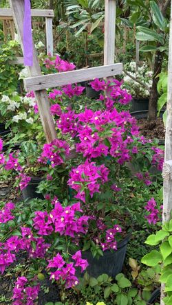 Bougainvillea Trellis Flower Purple