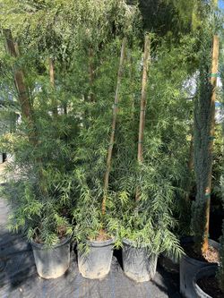 Podocarpus Fern Pine