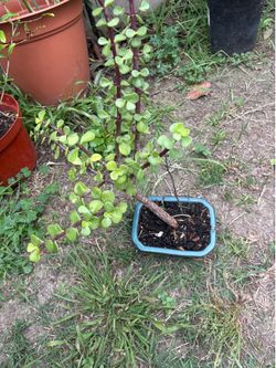 Portulacaria