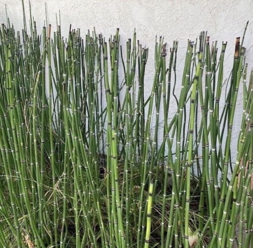 Bundle Of 3 x 1 Gallon Pots - Horsetail Plant Equisetum - Mini Bamboo - About 10 Reeds Each Gallon ranging from 12β to 40β tall. Rooted & Established