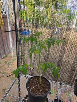 Cherry Tomato Plants – Established & Flowering 🍅🌱