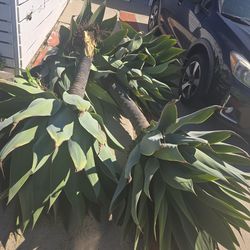 Free succulent plants