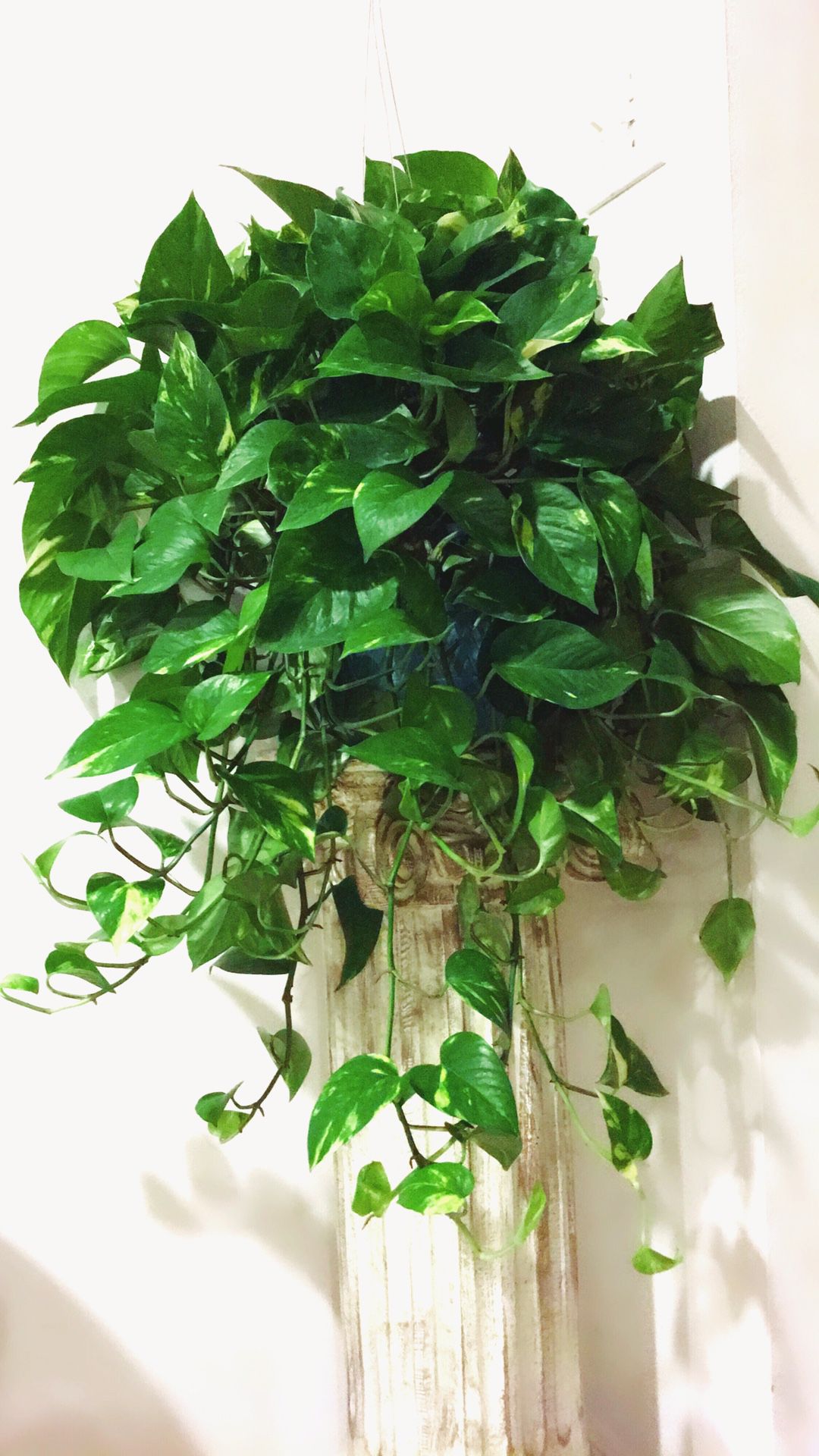 This Wide🌱Healthy 🌱Fresh🌱Beautiful Golden Pothos Will Bring More Fresh Air To Your Home - Plant only - PLANTER IS NOT INCLUDED