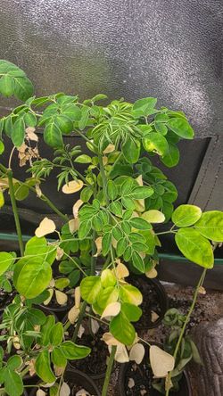 Moringa starts