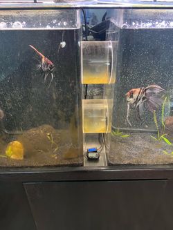 dual chamber acrylic aquarium