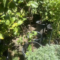 Plants 