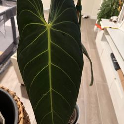 Philodendron