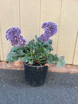 💜 5-Gallon Statice (Sea Lavender / Siempreviva / Estatice / Lavanda de Mar)