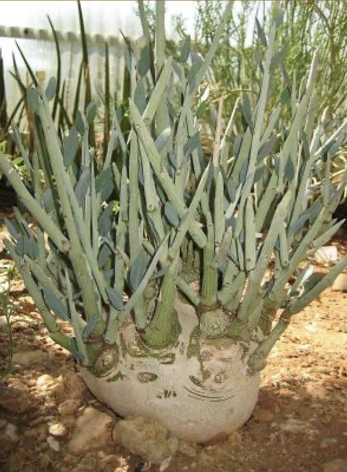Rare Succulent Cactus Adenia Pechuelii Seedling