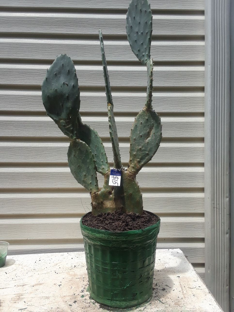 Giant size cactus plant