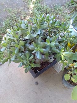 Planta jade