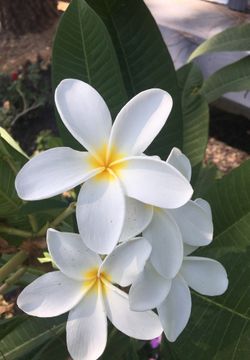 Plumeria cuttings