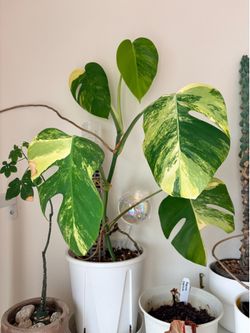 Monstera Aurea 6”