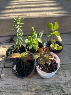Assorted Succulent Set