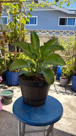 Mala madre calanchoe