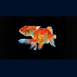 Intehill Oled Portable Monitor 13.3 Inch Small Gaming/Video Monitor 