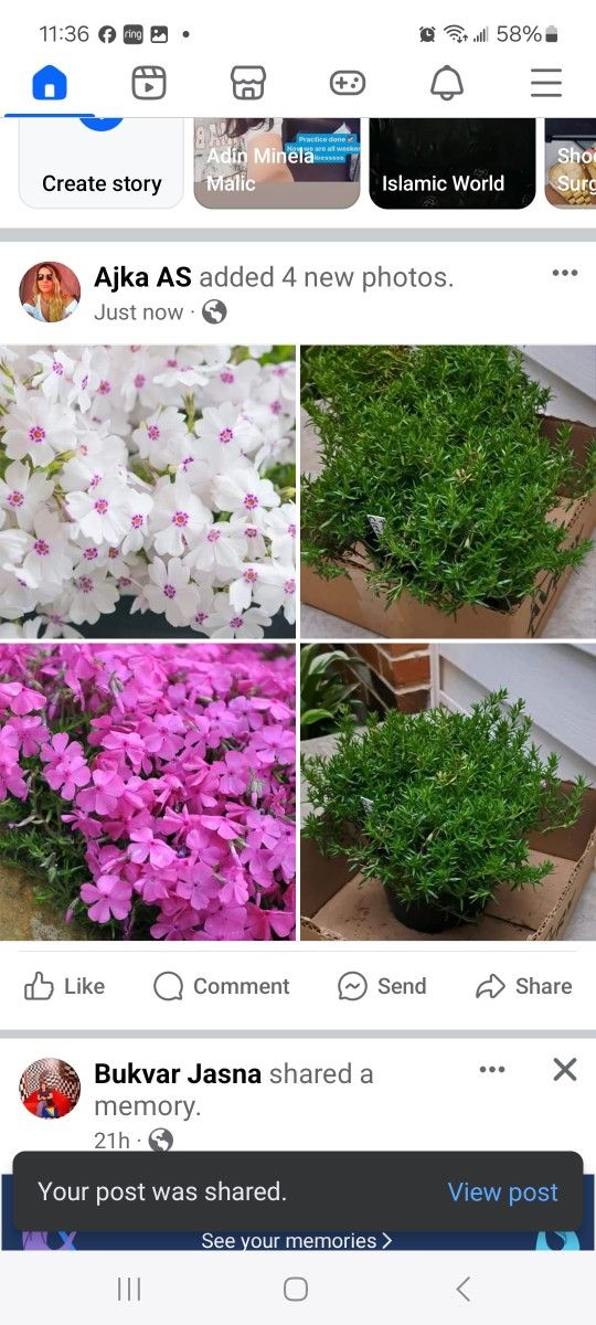 Phlox Perennial Plants 