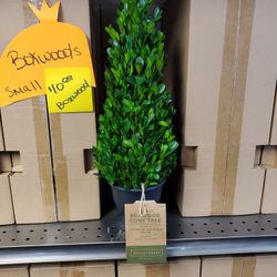16in Boxwood Trees 10.00ea