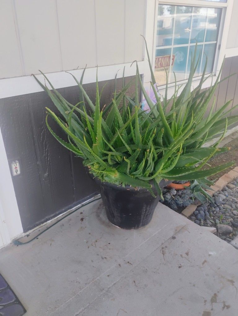 Aloe Plant