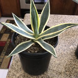 Succulents For Sale 